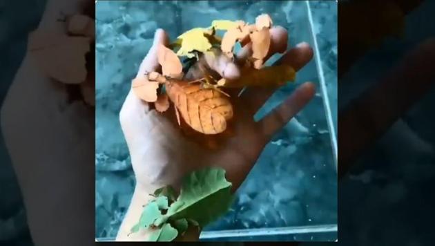 The image shows the leaf insects. (Screengrab) The image shows the leaf insects. (Screengrab)