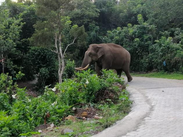 Elephants seen strolling in Munnar. (HT Photo)