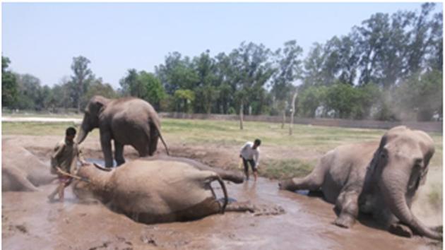 Elephants wallowing in Chhatbir Zoo on Tuesday. (HT PHOTO) Elephants wallowing in Chhatbir Zoo on Tuesday. (HT PHOTO)