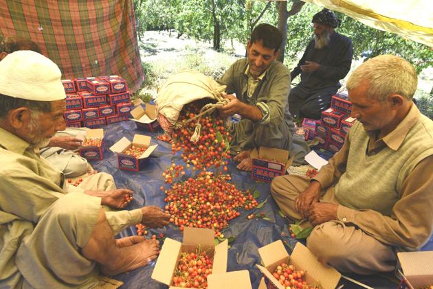 Kashmir exports some 3,500 to 4000 metric tonnes of cherries to other states every year.(HT file photo)