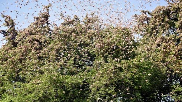 Huge swarms of locusts sitting on the trees in the village in Jaipur on Monday.(ANI Photo)
