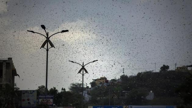Swarms of desert locusts have devastated crops in India’s heartland, threatening an already vulnerable region that is struggling with the economic cost of coronavirus lockdown.(AP photo)