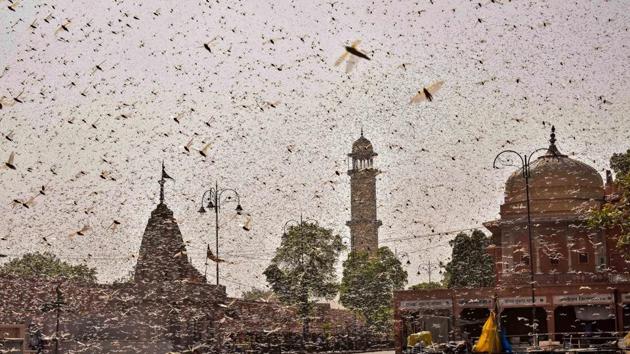 Experts warn that if wind patterns change, the locusts currently headed to Dausa and Karauli districts in Rajasthan may tilt direction towards Delhi(PTI) Experts warn that if wind patterns change, the locusts currently headed to Dausa and Karauli districts in Rajasthan may tilt direction towards Delhi(PTI)