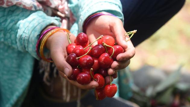 There are four types of cherries in Kashmir- Awwal Number, Double, Mishri and Makhmali. The latter two are exported to other states. With the region’s apple crop hit by bad weather earlier this year, hopes rest even more on the cherry crop to make up for lost incomes. (Waseem Andrabi / HT Photo)
