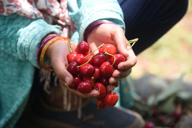 Farmers have demanded free movement of fruit trucks till Amritsar. (Waseem Andrabi/ HT) Farmers have demanded free movement of fruit trucks till Amritsar. (Waseem Andrabi/ HT)