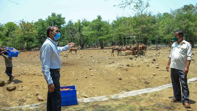 Rajkumar Jadhav (L), Director of the Rajiv Gandhi Zoological Park and Wildlife Research Centre interacts with a zoo staffer. Jadhav told HT, that the centre had undertaken construction of four new cages for large cats like leopards and jungle cats and had finished about 80% of the work. That work is now stalled due to the lockdown. (Milind Saurkar / HT Photo)
