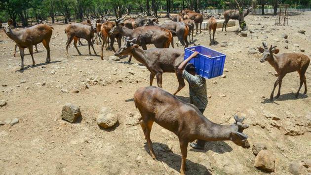 Caretakers make up the only visitors for the zoo’s animal residents these days. On any normal weekday before lockdown, the Katraj Zoo would see 5,000-10,000 visitors while on weekends, the number would rise to 12,000-18,000 visitors, zoo director Rajkumar Jadhav told HT. (Milind Saurkar / HT Photo)