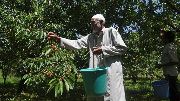 A farm worker plucks cherries at an orchard in Lar town. The valley has produced approximately 12,000 metric tons of cherry this year --300 metric tons more than last year. Under normal circumstance, almost a fourth of this crop would have headed for export, Manzoor Ahmad Mir, deputy director horticulture planning and marketing told HT. (Waseem Andrabi / HT Photo)