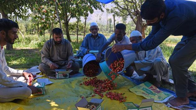 Fruit being dumped from collection buckets to be sorted and packed in the orchard itself. The closure of markets during lockdown, restricted spending by consumers and difficulties in getting produce from farms to markets beyond the Valley make up the bulk of farmers’ concerns. (Waseem Andrabi / HT Photo)