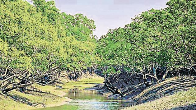 Located at the southern tip of Bengal at the mouth of the sea, the dense mangrove is known to protect human settlements including the city of Kolkata, acting as a shield against cyclones.(GETTY IMAGES.) Located at the southern tip of Bengal at the mouth of the sea, the dense mangrove is known to protect human settlements including the city of Kolkata, acting as a shield against cyclones.(GETTY IMAGES.)