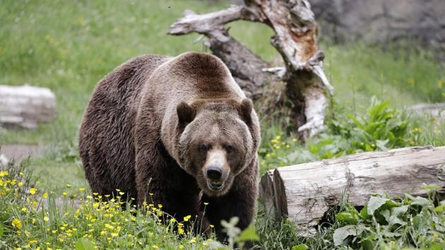A grizzly bear roams an exhibit at the Woodland Park Zoo, closed for nearly three months because of the coronavirus outbreak, Tuesday, May 26, 2020, in Seattle. King County remains in phase one of Washington Gov. Jay Inslee's four-phase plan to reopen Washington's economy. It's unlikely the Seattle zoo could open in the coming weeks based on criteria being studied by Washington state officials. (AP Photo/Elaine Thompson) (AP)