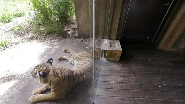 A Malayan tiger leans up against a glass partition, empty of visitors behind, at the Woodland Park Zoo, closed for nearly three months because of the coronavirus outbreak, Tuesday, May 26, 2020, in Seattle. King County remains in phase one of Washington Gov. Jay Inslee's four-phase plan to reopen Washington's economy. It's unlikely the Seattle zoo could open in the coming weeks based on criteria being studied by Washington state officials. (AP Photo/Elaine Thompson) (AP)