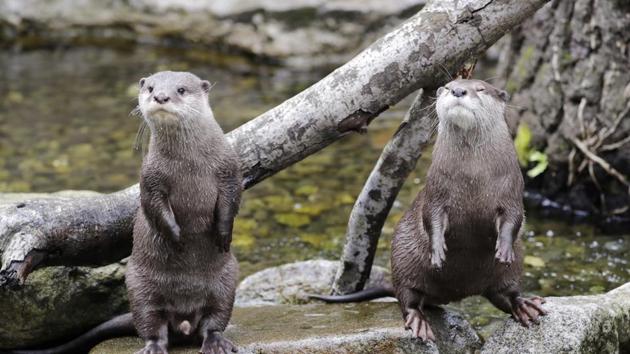 Asian small-clawed otters wait for their lunch at the Woodland Park Zoo, closed for nearly three months because of the coronavirus outbreak, Tuesday, May 26, 2020, in Seattle. King County remains in phase one of Washington Gov. Jay Inslee's four-phase plan to reopen Washington's economy. It's unlikely the Seattle zoo could open in the coming weeks based on criteria being studied by Washington state officials. (AP Photo/Elaine Thompson) (AP)
