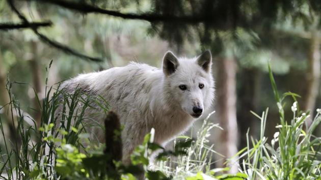A gray wolf looks out from an exhibit at the Woodland Park Zoo, closed for nearly three months because of the coronavirus outbreak, Tuesday, May 26, 2020, in Seattle. King County remains in phase one of Washington Gov. Jay Inslee's four-phase plan to reopen Washington's economy. It's unlikely the Seattle zoo could open in the coming weeks based on criteria being studied by Washington state officials. (AP Photo/Elaine Thompson) (AP)