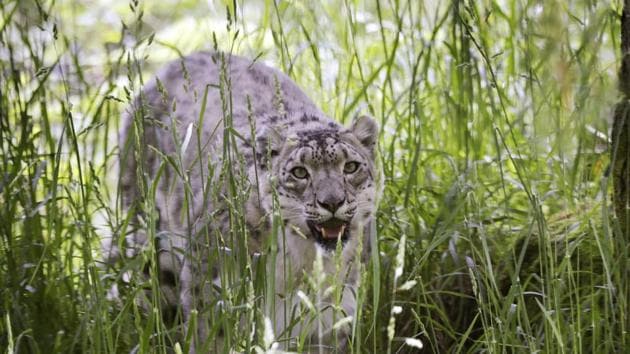 A snow leopard prowls through a grassy exhibit at the Woodland Park Zoo, closed for nearly three months because of the coronavirus outbreak, Tuesday, May 26, 2020, in Seattle. King County remains in phase one of Washington Gov. Jay Inslee's four-phase plan to reopen Washington's economy. It's unlikely the Seattle zoo could open in the coming weeks based on criteria being studied by Washington state officials. (AP Photo/Elaine Thompson) (AP)
