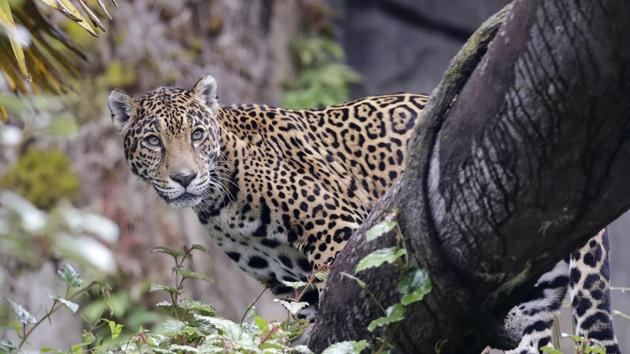 A jaguar looks down from a log perch from inside an enclosure at the Woodland Park Zoo, closed for nearly three months because of the coronavirus outbreak, Tuesday, May 26, 2020, in Seattle. King County remains in phase one of Gov. Jay Inslee's four-phase plan to reopen Washington's economy. The soonest King County could conceivably move to the next phase is Monday, but that's unlikely. (AP Photo/Elaine Thompson) (AP)