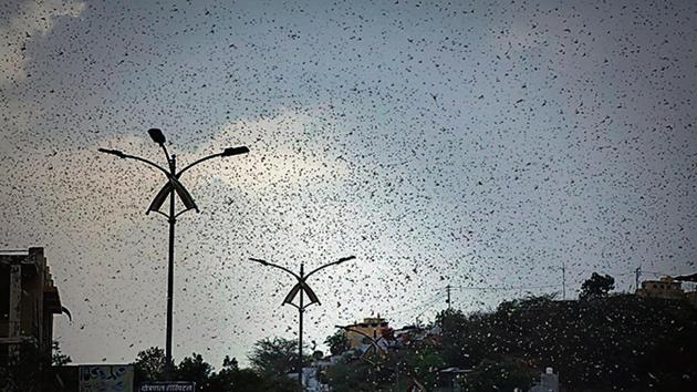 Locusts seen over Ajmer in this May 10 photo.(AP)