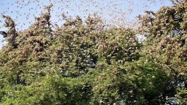 Huge swarms of locusts sitting on the trees in the village in Jaipur on Monday. (ANI photo) Huge swarms of locusts sitting on the trees in the village in Jaipur on Monday. (ANI photo)