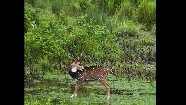 Indian Forest Service official Ramesh Bishnoi shared the image on Twitter. Indian Forest Service official Ramesh Bishnoi shared the image on Twitter.