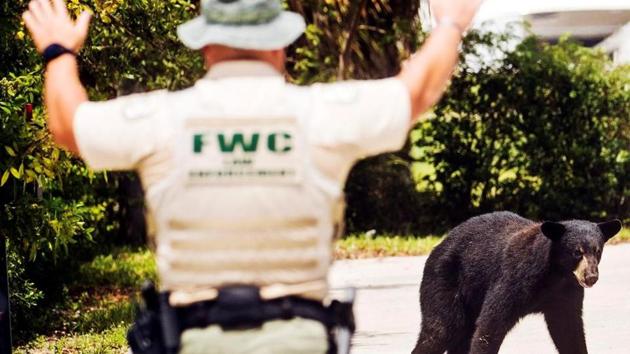 Officers turned to doughnuts from Krispy Kreme and some blueberry pie-scented spray in a trap to lure the bear.(AP) Officers turned to doughnuts from Krispy Kreme and some blueberry pie-scented spray in a trap to lure the bear.(AP)