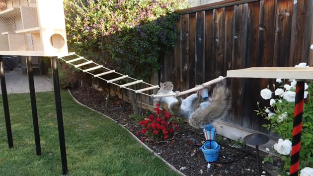 The video not only shows Rober’s special obstacle course but also squirrels trying it out.(Facebook/Mark Rober)