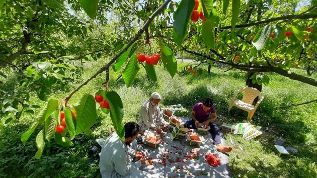 Farm workers sit in an orchard to sort and pack freshly harvested cherries in Lar town, Jammu & Kashmir, on May 26. The cherry crop in Kashmir valley is ripe with abundant fruit but farmers fear losses this year due to difficulties in produce making its way to markets because of lockdown restrictions. (Waseem Andrabi / HT Photo)