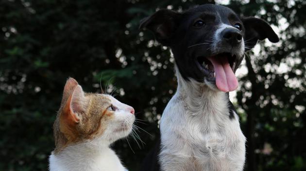 Don’t abandon us, we don’t transmit coronavirus, say Cairo’s dogs and cats.(Unsplash) Don’t abandon us, we don’t transmit coronavirus, say Cairo’s dogs and cats.(Unsplash)
