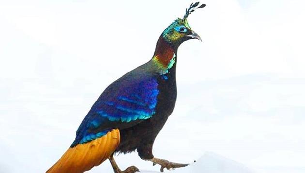Uttarakhand’s Munsyari to welcome a bird tourism centre soon.(Munsyari Tourism/Instagram)
