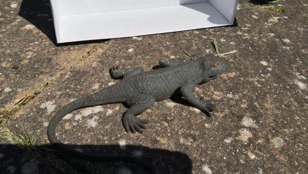 Who wouldn’t call for help over a lizard like that.(Twitter/@RSPCA_Frontline) Who wouldn’t call for help over a lizard like that.(Twitter/@RSPCA_Frontline)