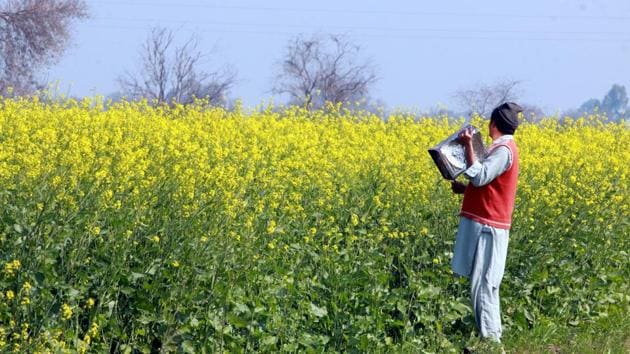 A farmer beats a tin to create noise to check locusts in a village in Fazilka district, in Chandigarh. (Photo by Sanjeev Kumar//Hindustan Times) A farmer beats a tin to create noise to check locusts in a village in Fazilka district, in Chandigarh. (Photo by Sanjeev Kumar//Hindustan Times)