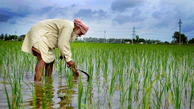 On February 19, the PAU had recommended PR 128, PR 129 and five other varieties of paddy for general cultivation in Punjab.(HT File Photo) On February 19, the PAU had recommended PR 128, PR 129 and five other varieties of paddy for general cultivation in Punjab.(HT File Photo)