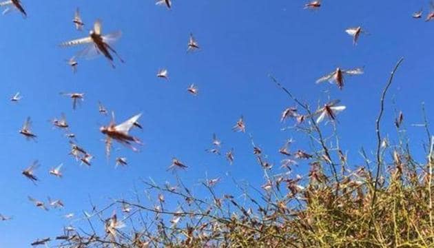Crops getting damaged in locust attack in Barmer.(HT Photo)