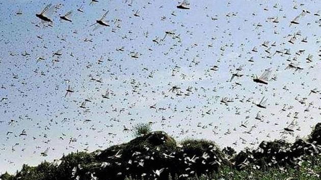 Swarm of locusts seen abive a field in Damoh district of Madhya Pradesh on Wednesday.(PTI)