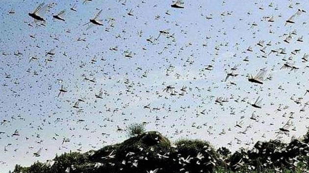 Delhi’s forest department is considering covering the saplings in its nurseries with polythene to protect them against the desert locust attack.(PTI) Delhi’s forest department is considering covering the saplings in its nurseries with polythene to protect them against the desert locust attack.(PTI)