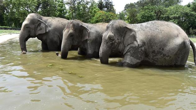 The zoo spends about ₹30 lakh a month on meat, fodder, grains, fruits and vegetables for the animals.(HT File Photo) The zoo spends about ₹30 lakh a month on meat, fodder, grains, fruits and vegetables for the animals.(HT File Photo)