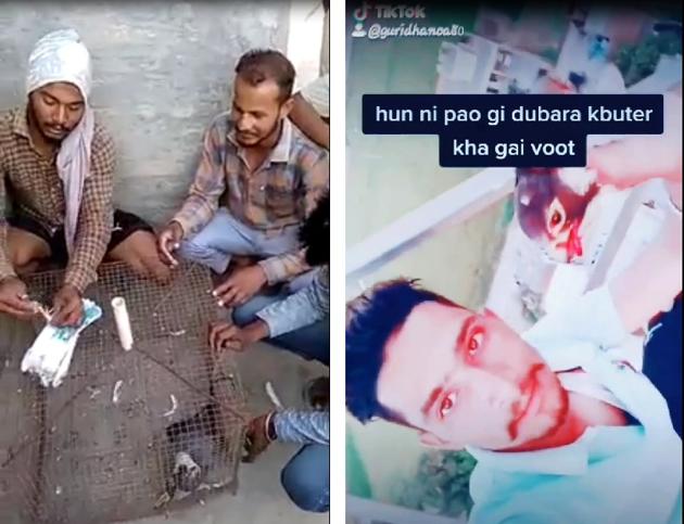 Gurprit Singh and Nirmal Singh from Sandoha village with a migratory falcon trapped in the cage and (right) Gurvinder Singh of Gharuan village wrenches off a falcon’s head.(VIDEO GRABS / TIKTOK & WHATSAPP)