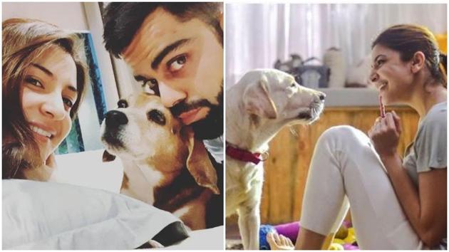 Anushka Sharma and Virat Kohli recently bid a final goodbye to his beagle Bruno. Anushka also has Dude as a furry friend.