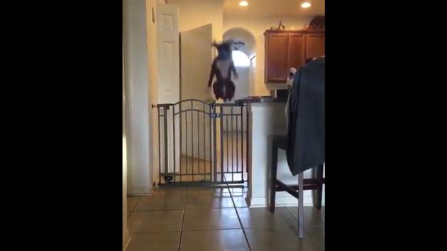 Dog jumping over outlet baby gate