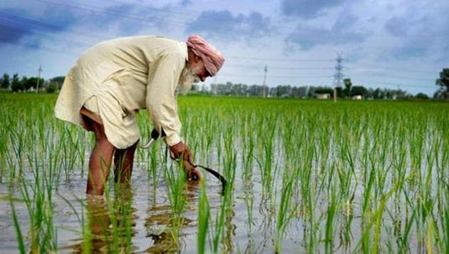 Mohali district has 28,000 hectares of area under paddy.(HT File Photo)