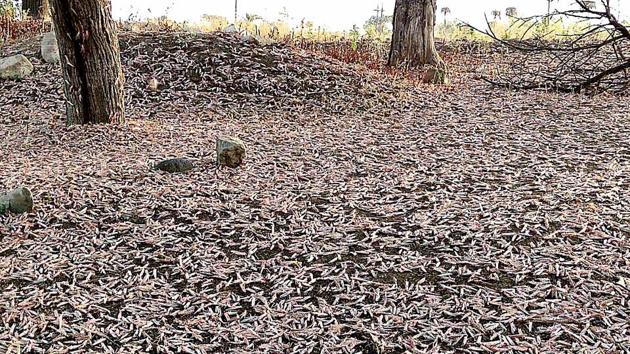 One of the options with farmers is to dig trenches around their farms to prevent hoppers from entering.(ANI Photo)