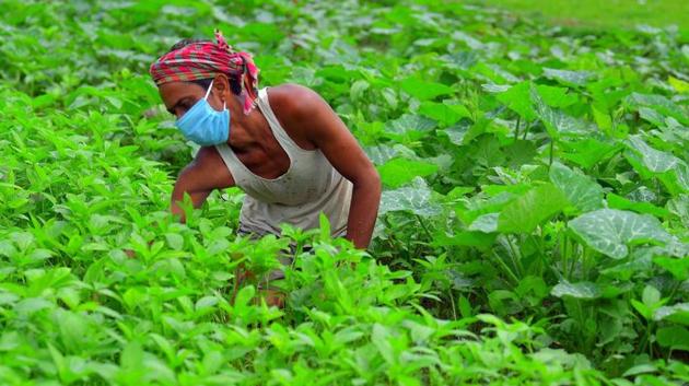 A farmer wears a mask as he works in his field during the nationwide lockdown due to coronavirus in Agartala.(ANI PHOTO.) A farmer wears a mask as he works in his field during the nationwide lockdown due to coronavirus in Agartala.(ANI PHOTO.)