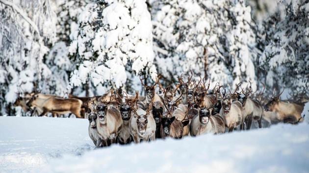 Between 1991 and 2019, parts of northern and eastern Sweden saw a rise in average temperature of nearly two degrees Celsius compared to the 1860-1900 period, Sweden’s meteorological institute said in a report. For several days in early January, temperatures in the north climbed about 10 degrees Celsius more than normal, the institute said. (Jonathan NACKSTRAND / AFP) Between 1991 and 2019, parts of northern and eastern Sweden saw a rise in average temperature of nearly two degrees Celsius compared to the 1860-1900 period, Sweden’s meteorological institute said in a report. For several days in early January, temperatures in the north climbed about 10 degrees Celsius more than normal, the institute said. (Jonathan NACKSTRAND / AFP)