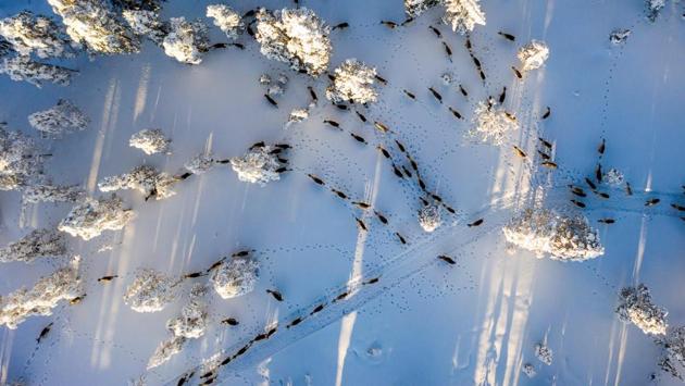 An aerial view shows a herd of reindeer near Örnsköldsvik. The increased effort needed for herding reindeer now makes Viklund worry about the future. “I want to give my children the opportunity to do it,” Viklund told AFP. “Climate change could destroy that dream,” he adds. (Jonathan Nackstrand / AFP) An aerial view shows a herd of reindeer near Örnsköldsvik. The increased effort needed for herding reindeer now makes Viklund worry about the future. “I want to give my children the opportunity to do it,” Viklund told AFP. “Climate change could destroy that dream,” he adds. (Jonathan Nackstrand / AFP)