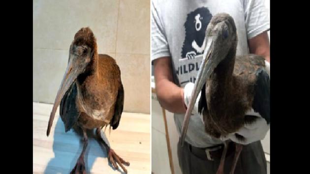 The Ibis was rescued by Wildlife SOS team.(Twitter) The Ibis was rescued by Wildlife SOS team.(Twitter)