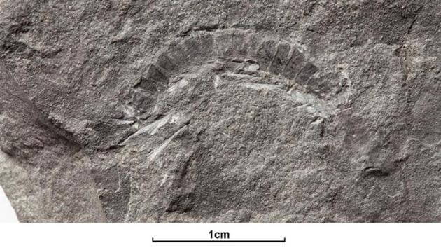 A fossil of a 425 million-year-old millipede called Kampecaris obanensis and unearthed in Scotland.(REUTERS) A fossil of a 425 million-year-old millipede called Kampecaris obanensis and unearthed in Scotland.(REUTERS)