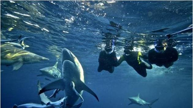 Snorkeling with the sharks at Kwa-Zulu Natal.