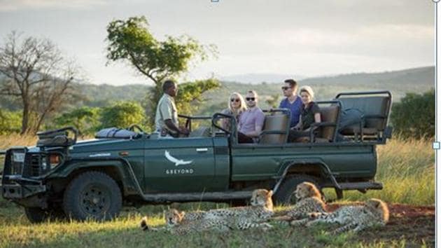 A coalition of cheetahs at the Kruger National Park, Limpopo. 