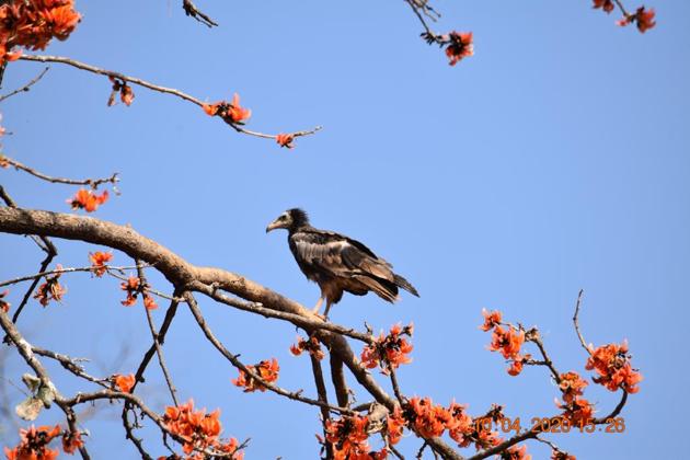 The officer’s rare spotting included 150 to 160 vultures of four species, along with the critically-endangered white-rumped vulture and endangered Egyptian vulture, roosting off the Katni-Panna highway, about 60 km from the Panna Tiger Reserve.(HT sourced photo/ Hemant Yadav)