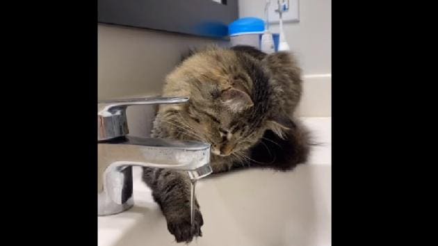 Phoebe the cat in deep thoughts. (TikTok) Phoebe the cat in deep thoughts. (TikTok)