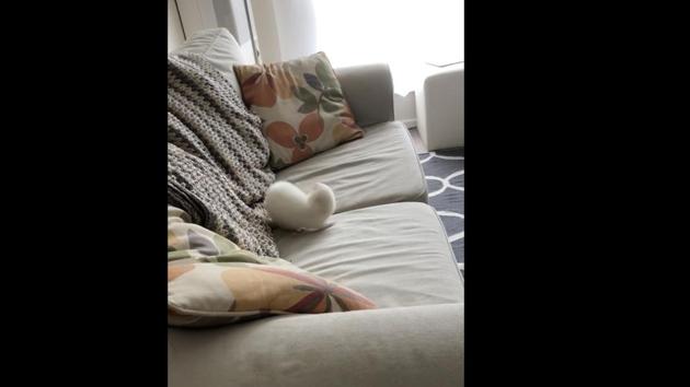 The video has been captioned, “Ferret malfunction”on Reddit. (Reddit/@Dangernoodles) The video has been captioned, “Ferret malfunction”on Reddit. (Reddit/@Dangernoodles)